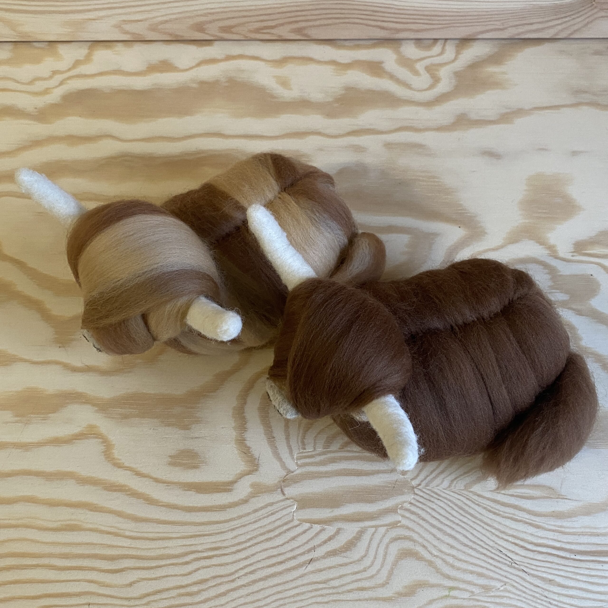 Hochlandrind – Bild 2