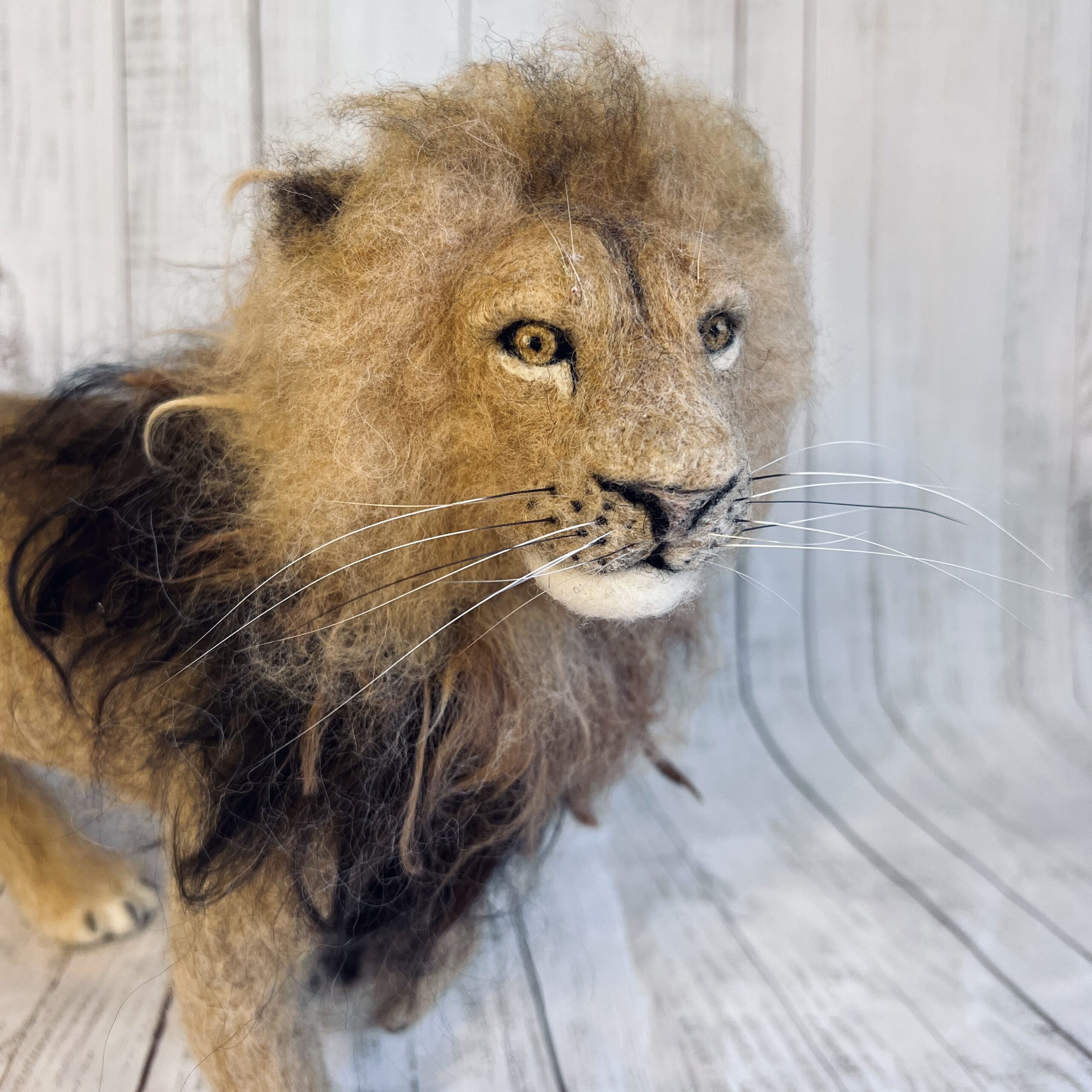 Löwe – Bild 5
